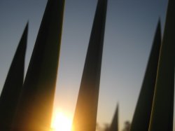 Dawn