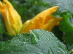 Flower Of Tears