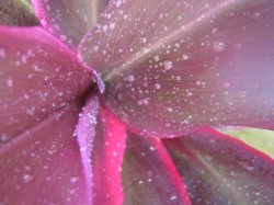 Purple Raindrops