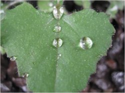 Raindrops