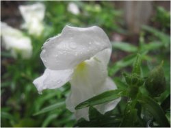 Snapdragon