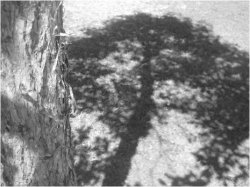 Tree Of Shadows