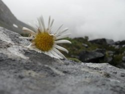 The Stone Flower