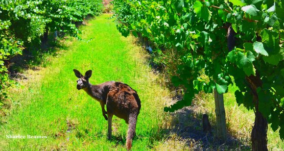 The View Of A Aussie Christmas