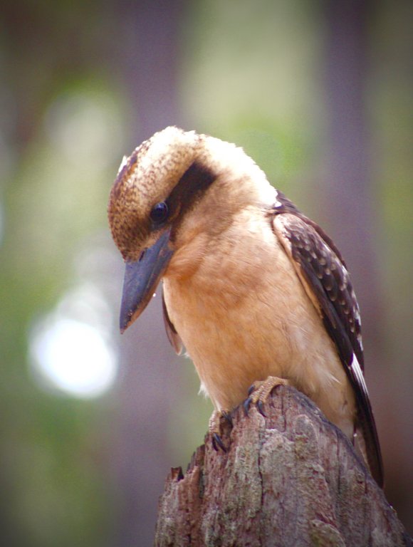Waroona Kookaburra
