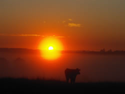 Cattle At Sunrise