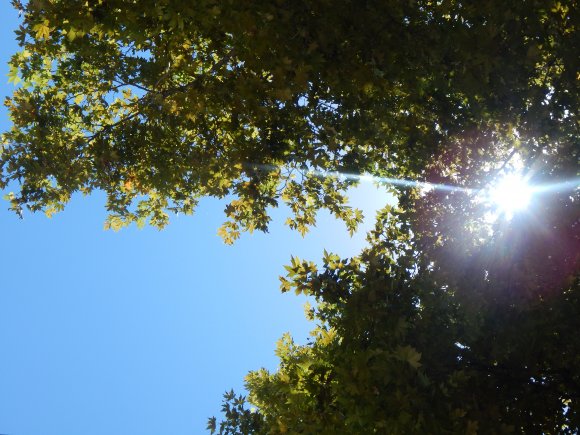 Sunny Summer