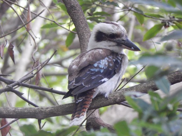 Laughing Kookaburra