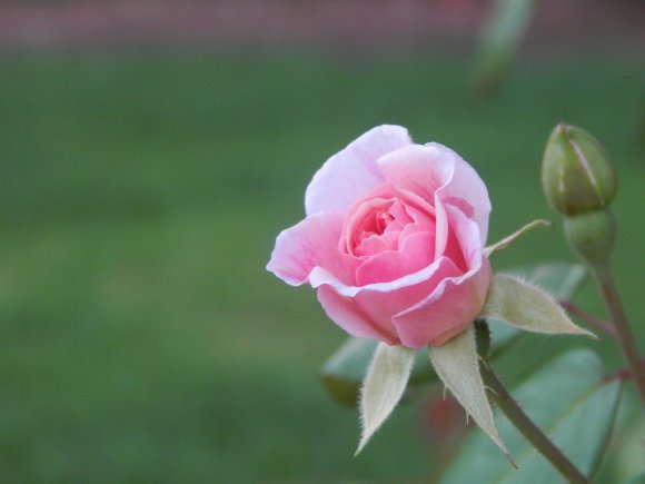 Small Beauty