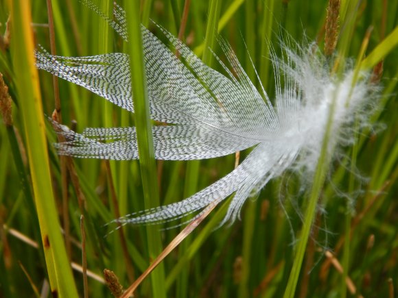 Duck Feather