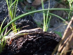 Baby Lizard