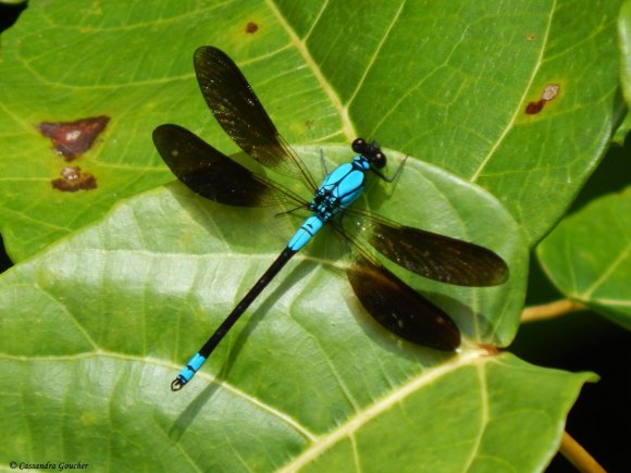 Magnificent Dragonfly