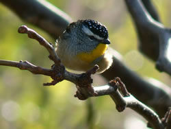 Beautiful Pardalote