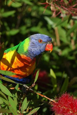 Feathered Rainbow