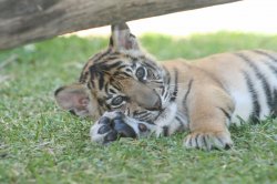 Baby Tiger