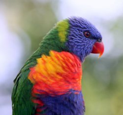 Rainbow Lorrikeet