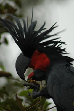 Cape York Palm Cockatoo
