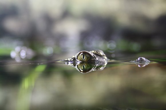 Glassy Eye