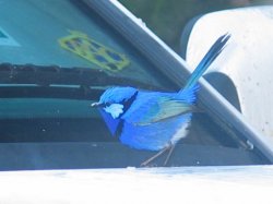 Looking For Free Freed