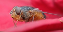 Common Blowfly