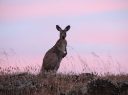 Kangaroo By Outback Jack