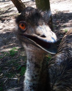 Best Emu Ever