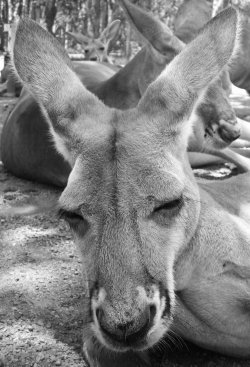 Sleep Roo.