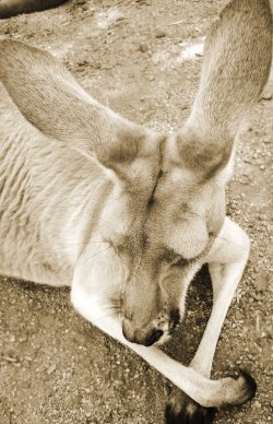 Sleep Roo.