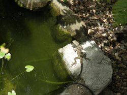 Water Dragon On The Pond