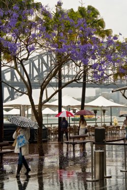 Wet Day At The Harbour