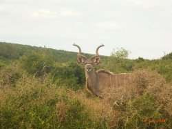 African Kudu