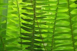 Fern