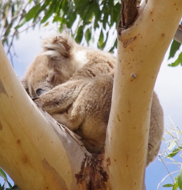 Koala Sleeping In My Back Yard