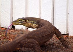 Lace Monitor