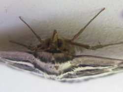 Pretty Moth