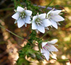 Sprengelia