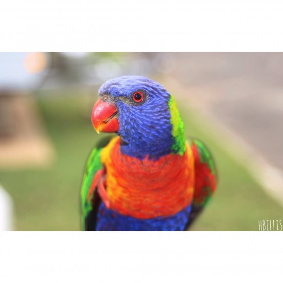 Parrot Looking For Some Food