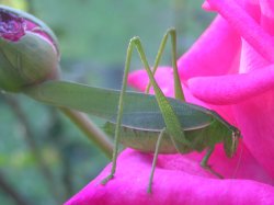 Hiding In The Rose
