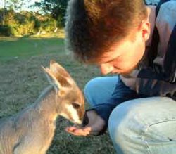 Cute Kangaroo