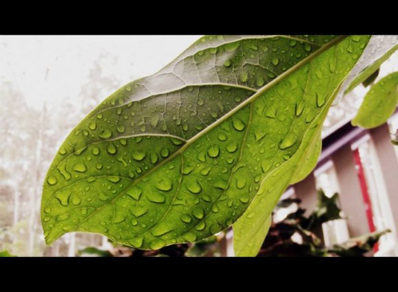 Turning A New Leaf
