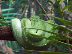 Tree Snake
