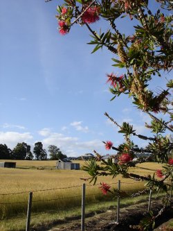 'backyard' At The Shack