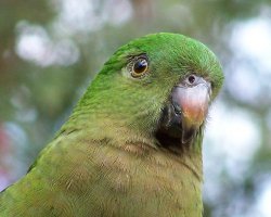 Female King Parrot