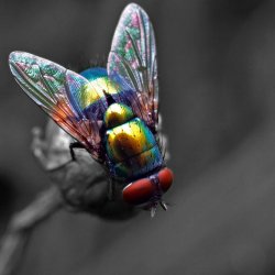 Blowflys At The Murray