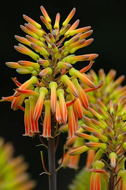 African Flower