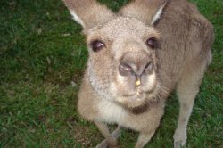 Aussie Sticky Beak
