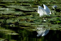 Reflections