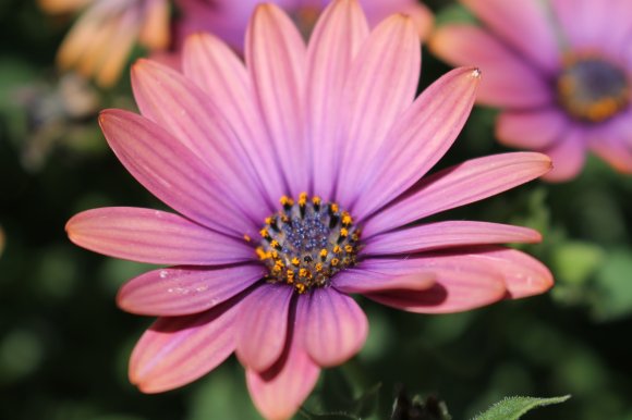 Little Flower