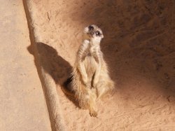 Meerkat - My Perfect Little Model