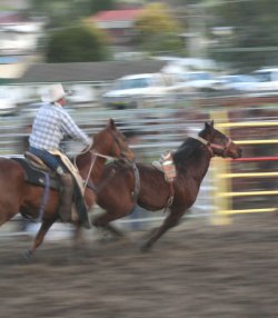 Rodeo At Dungog